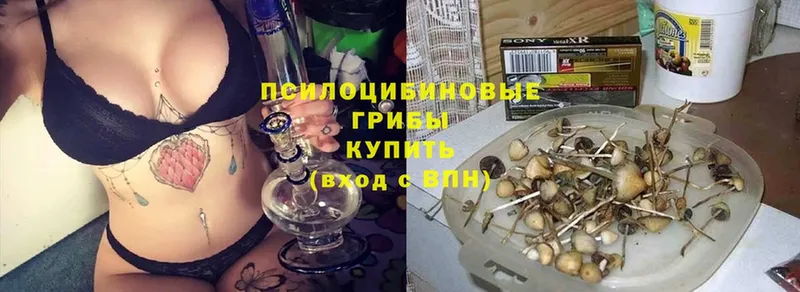 Псилоцибиновые грибы GOLDEN TEACHER  hydra ссылка  shop Telegram  Гдов 